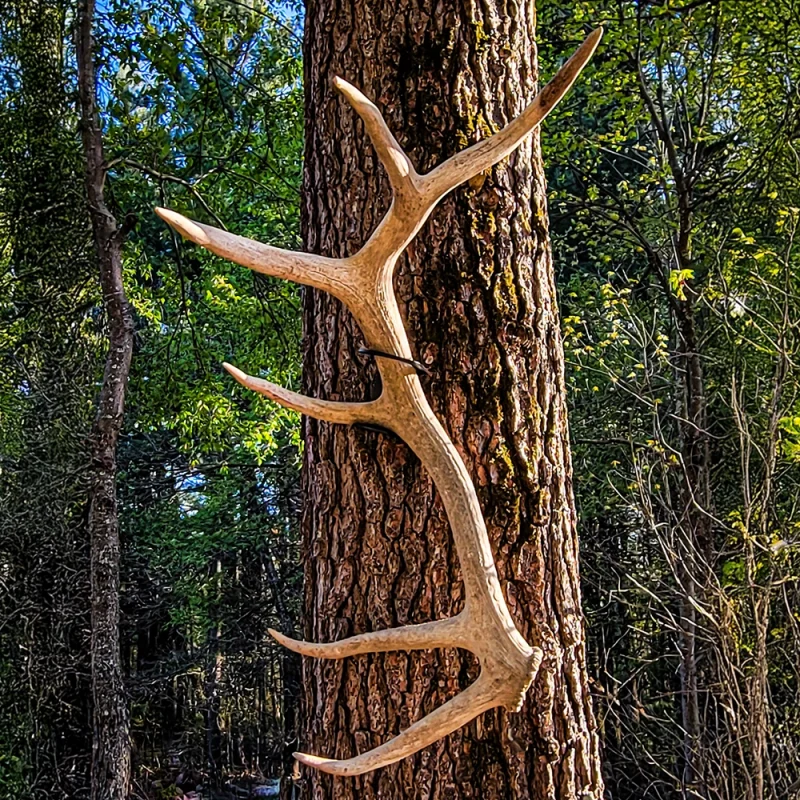 Metal XLarge Invisible Elk Antlers Shed Wall Mounts